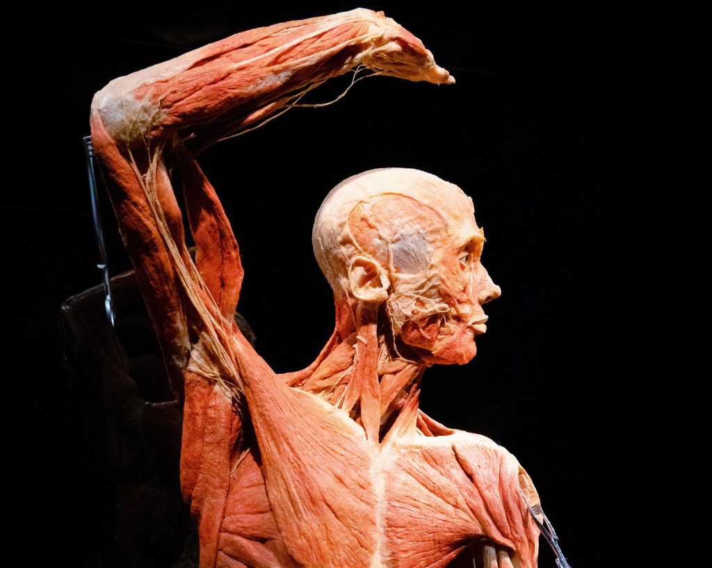 Body Worlds